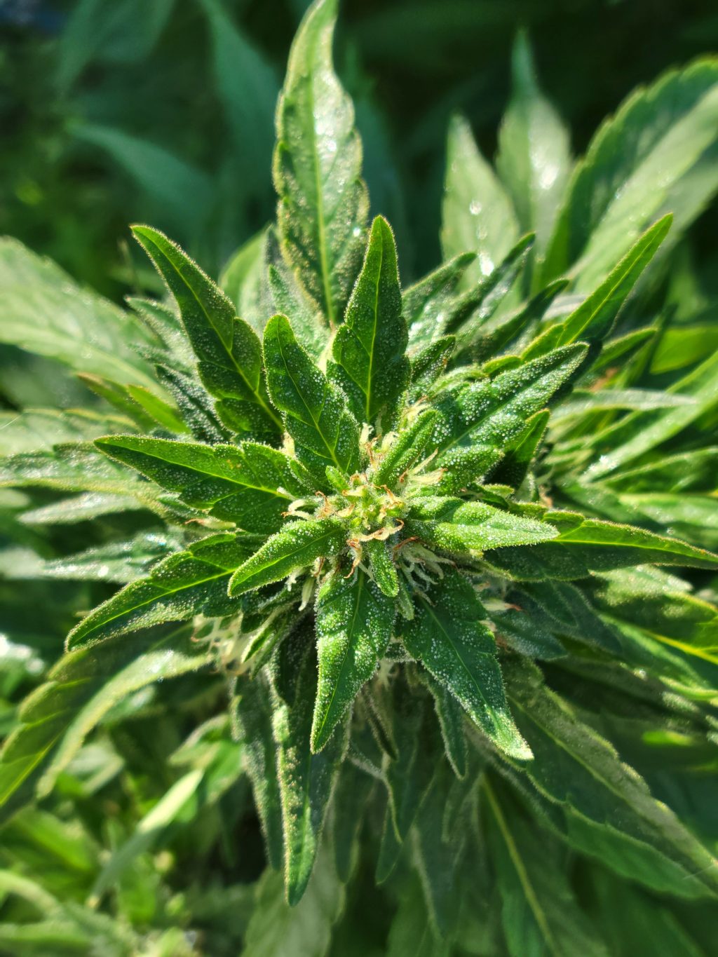 the case for cannabis&nbsp;amnesty